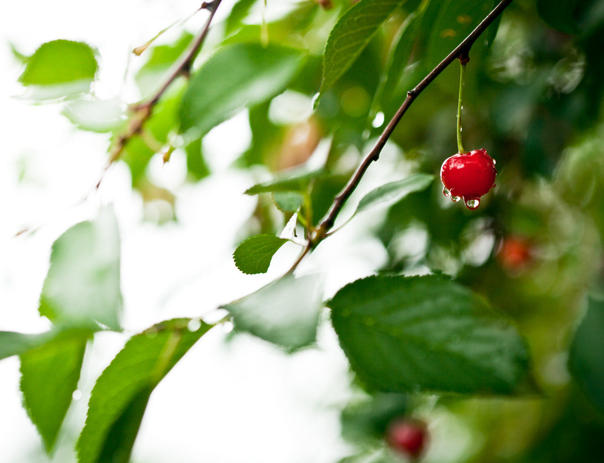 "Outback Cherry"